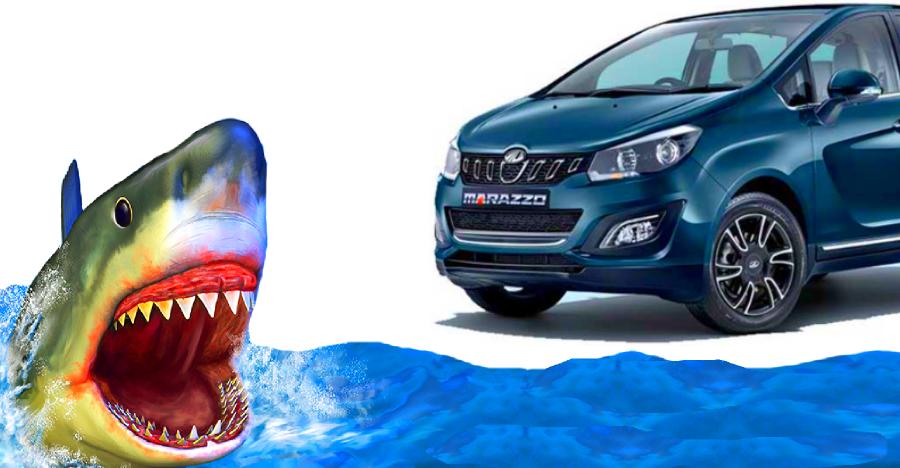 marazzo shark