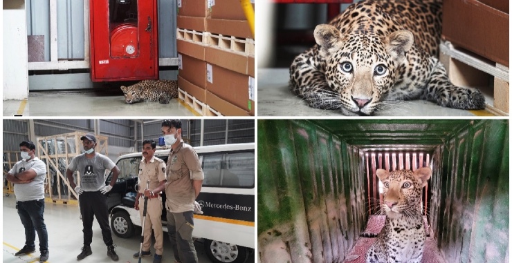 Leopard spotted inside Mercedes Benz Pune factory: Rescued after 6 ...