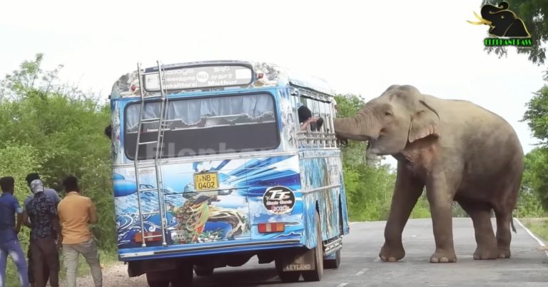 Elephant attacks a bus in Sri Lanka: People run away