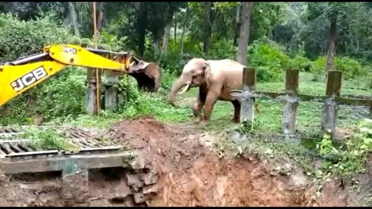 Elephant thanks JCB after getting rescued from a ditch