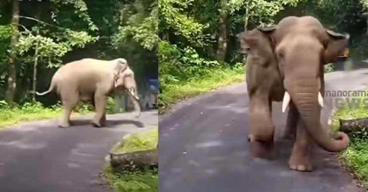 バスの運転手は怒っている野生のゾウから逃れるために 8 キロも逆走した [Video]