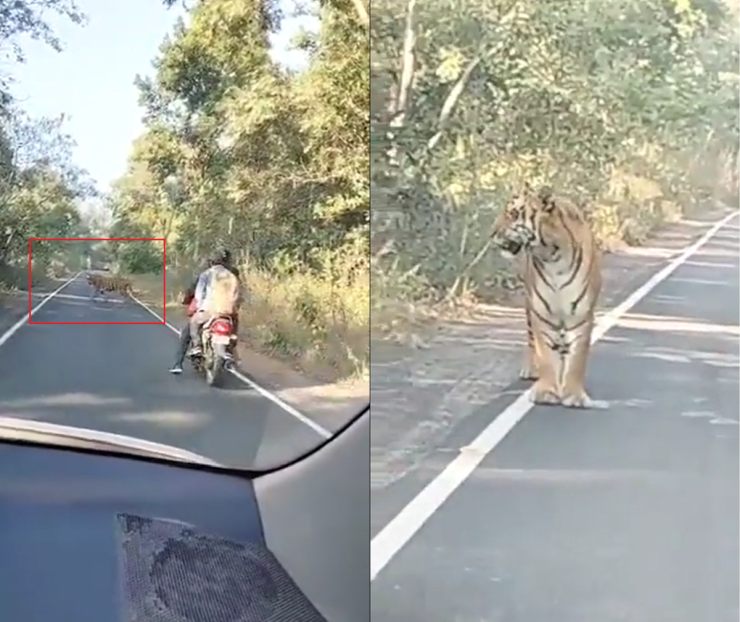 路上でトラを見つけた後、バイカーは突然停止します [Video]