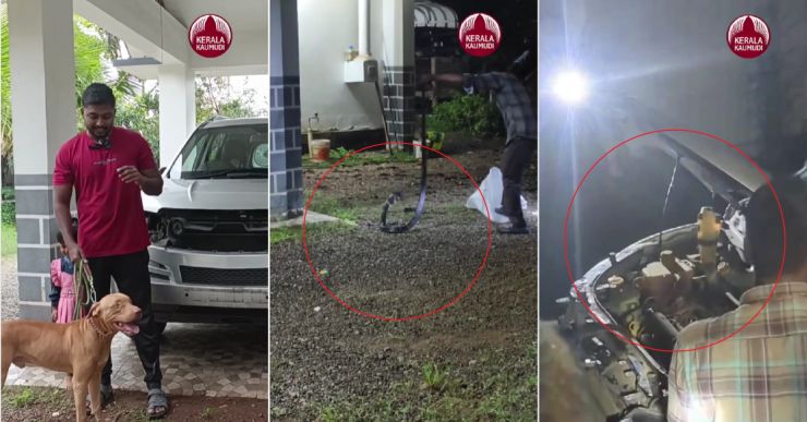 King Cobra under bonnet of Mahindra XUV500! Alert pet dog and street dog warn owner