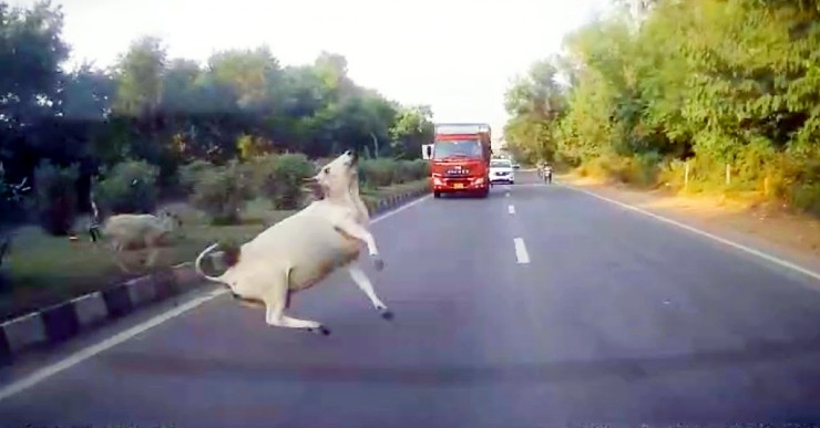 Nilgai jumps out of nowhere in a heavy traffic road near Delhi airport: Car narrowly misses hitting it [Video]