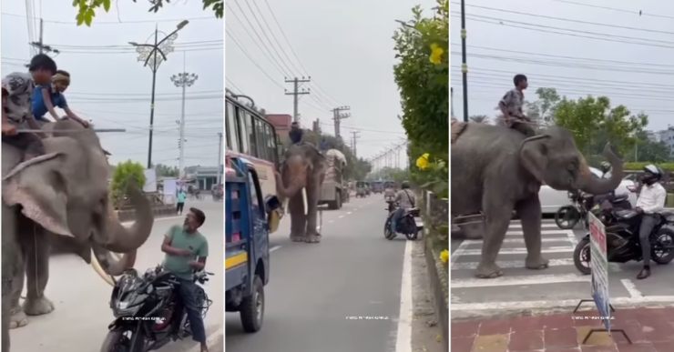 Mahouts use elephants to extort money from motorists by blocking road [Video]