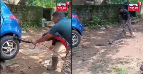 10-foot Long Venomous King Cobra Snakes Travels In Maruti Swift ...