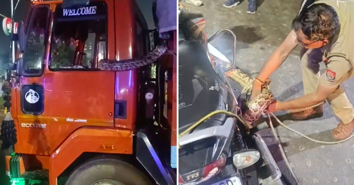 Python climbs inside running truck, then jumps on to bike: Rescued by brave cop [Video]