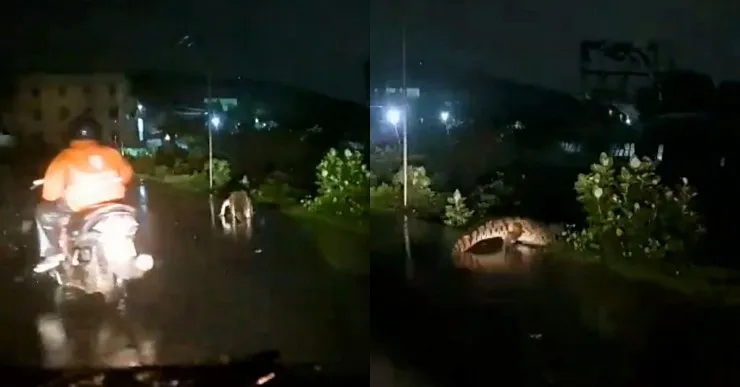 Crocodile on road chennai