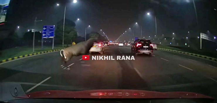 Nilgai jumps out of nowhere in a heavy traffic road near Delhi airport: Car narrowly misses hitting it [Video]