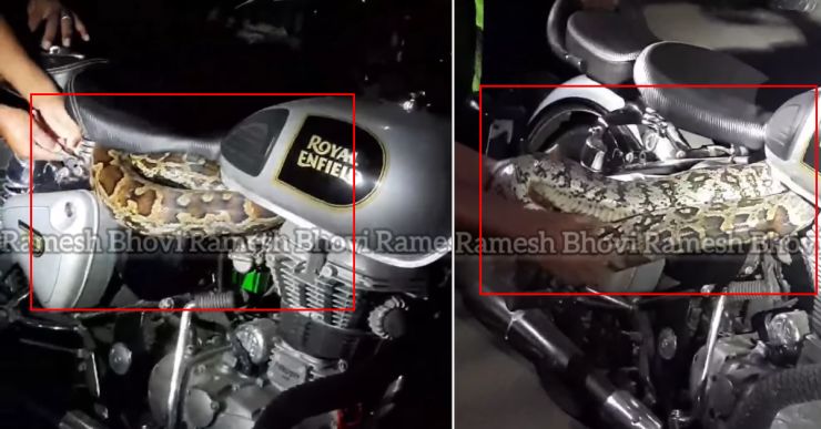 Massive python takes shelter in a Royal Enfield motorcycle: Rescued [Video]