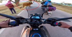 Bajaj Dominar Rider Crashing Into Cow Shows What Even One Moment Of Distraction Can Do [Video]