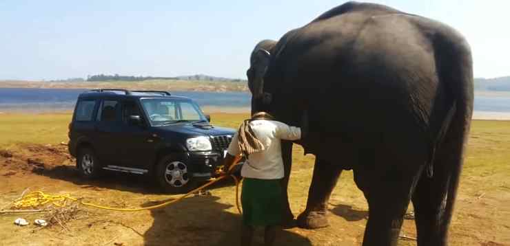 Mahindra Scorpio rescue by elephant