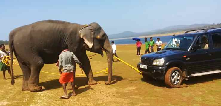 Mahindra Scorpio rescued by elephant