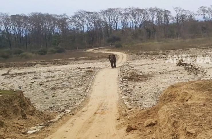 Angry Wild Elephant Chases Safari Gypsy On Video: How To Avoid Such Incidents