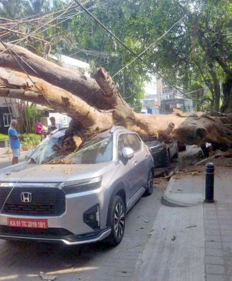 honda elevate tree fall bengaluru