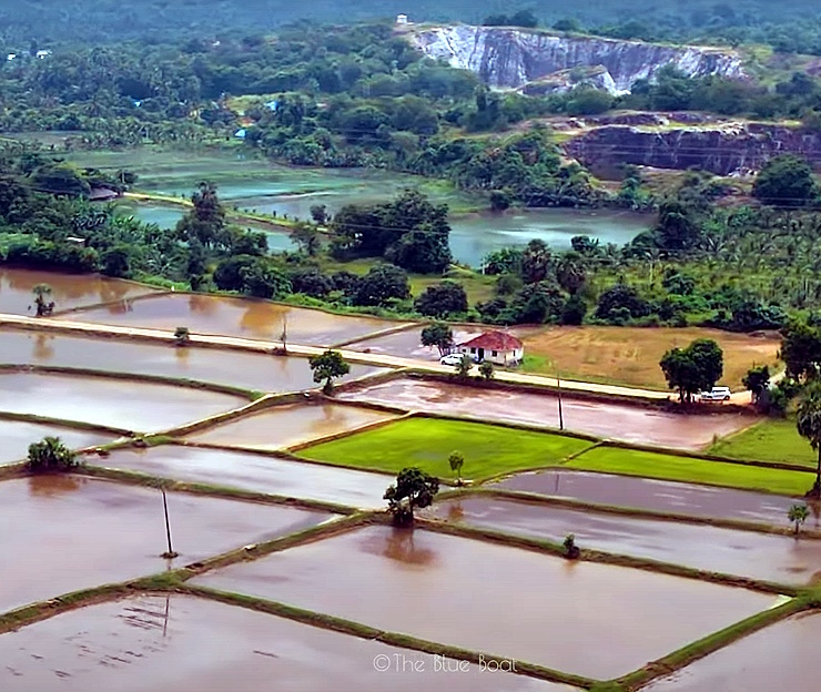 Paddy fields in Kollengode village, Palakkad, kerala