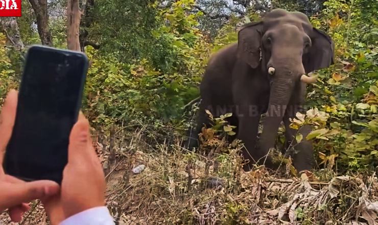 Angry Wild Elephant Chases Safari Gypsy On Video: How To Avoid Such Incidents