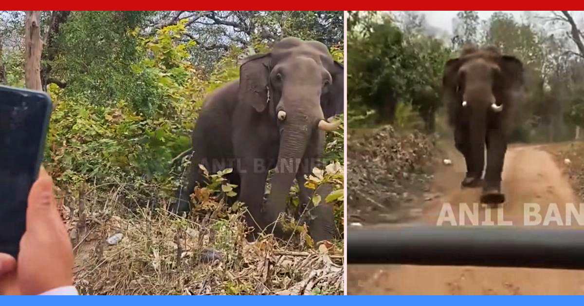 wild elephant provoked