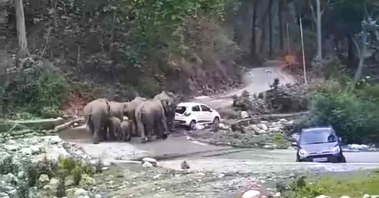 Elephants Attack And Move Hyundai Grand i10s To Make Way For Their Herd [Video]