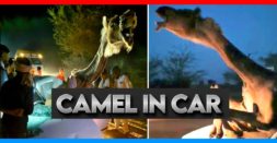 Camel Stuck In Car: What Really Happened Here? [Video]