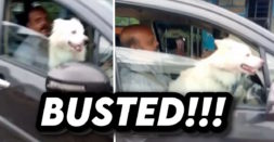 Man Drives With Dog On Lap: MVD To Suspend Driving License [Video]
