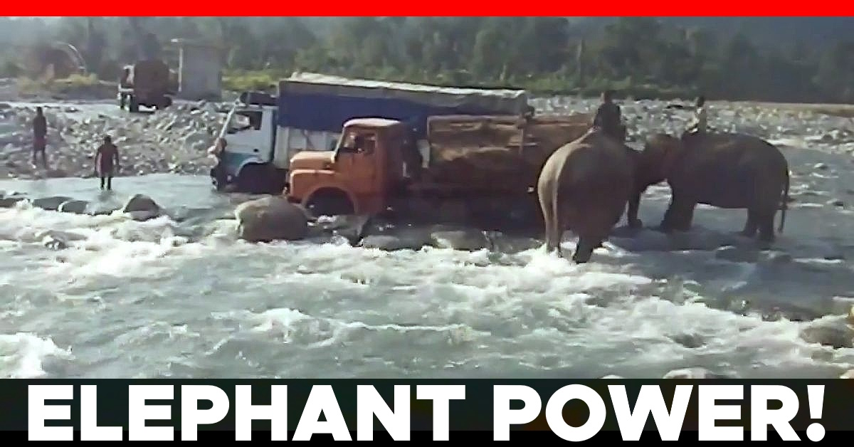 elephant rescues truck arunachal