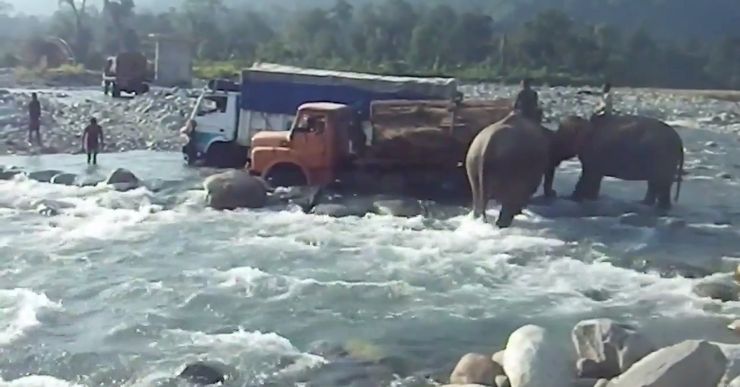 Elephants Help Lorries Cross River In Arunachal Pradesh [Video]