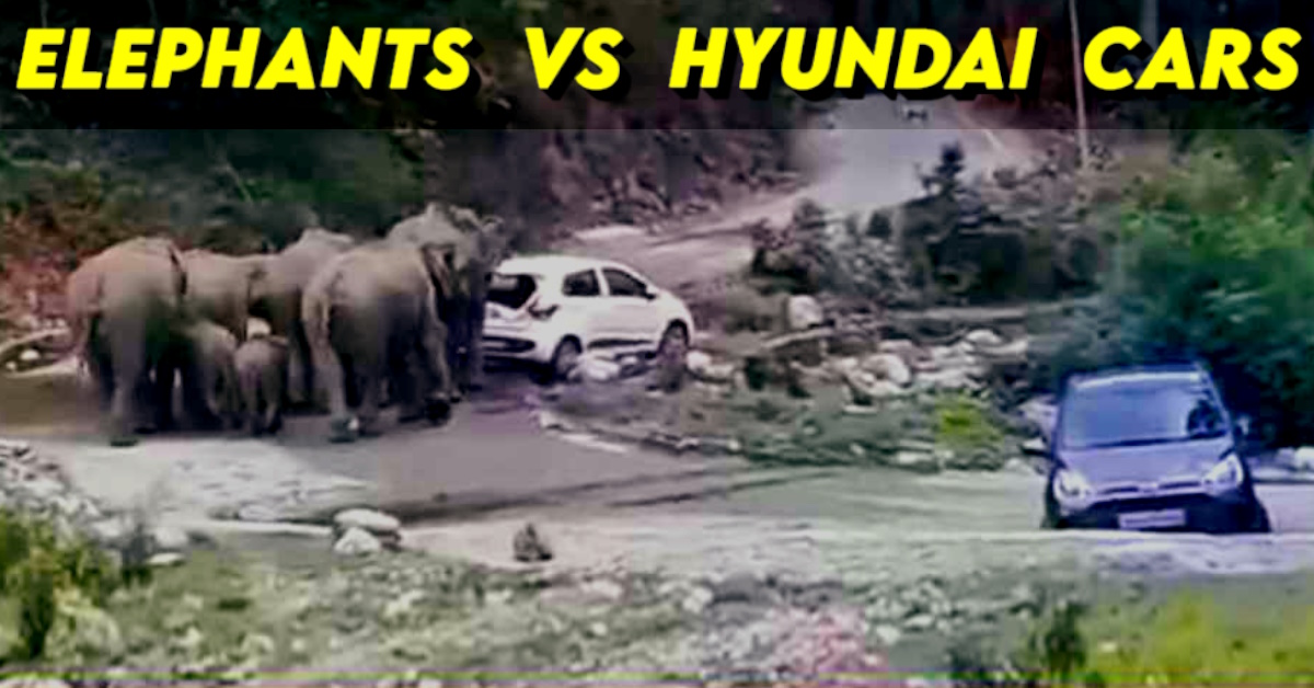 elephants vs hyundai cars