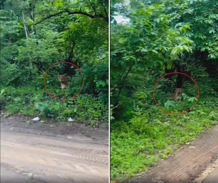 Heart-Stopping Moment: Biker Spots Lion Watching - Video