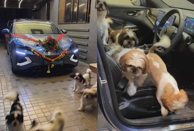 BYD seal welcomed at home by dogs